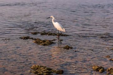 Little Egret stands on a coral reef in in Hikkaduwa, Sri Lanka