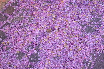 background of purple flowers