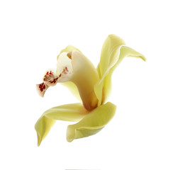 Beautiful tropical orchid flower on white background