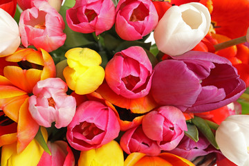 Obraz na płótnie Canvas Beautiful bright spring tulip flowers as background