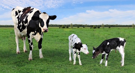 Naklejka na ściany i meble Holstein Cow standing outside in the field with her newborn twin calves on a summer day