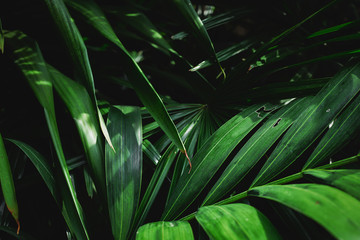 Green leaves with beautiful pattern in tropical jungle.