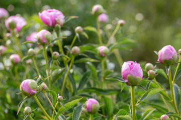 Obraz na płótnie Canvas Pink flower buds peonies in garden with green