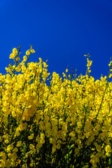Flores amarilla sobre cielo azul