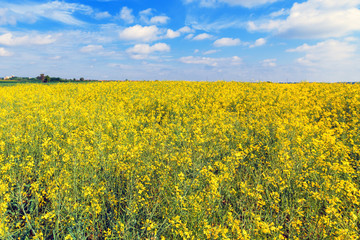Obraz premium Oilseed rape field blooming