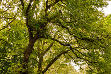 Hyde park trees