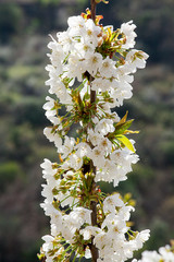 tree branch with buds background, spring