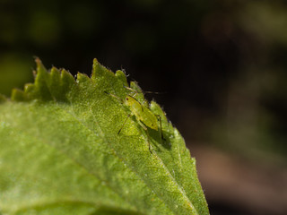 тля гороховая на листке