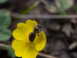 Fototapeta premium лесная пчела на желтом цветке