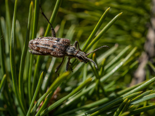 жук усач среди хвои макро