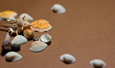 Fototapeta na wymiar colorful seashells on a brown background