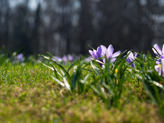 Crocuses in a sunny meadow. Spring background.