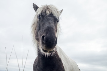 Fototapeta premium Icelandic horses