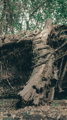 Obraz premium The bridge of the village at the stream.