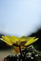 新春に今年も目出度く咲いた福寿草の花