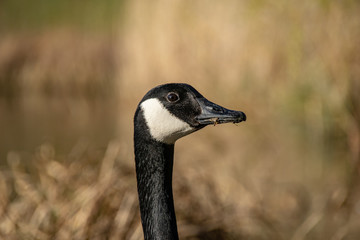 Portrait of Canada Goose (Branta canadensis)