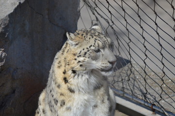 Snow leopard on a rock
