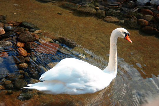 Snow white swan swimming in the pond and reflection of blue sky