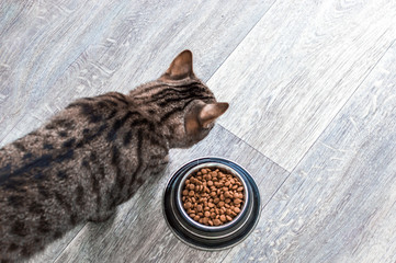 cat comes to a bowl with dry food. View from above. Gray background