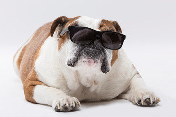 Studio portrait of an expressive English Bulldog dog with sunglasses against neutral background