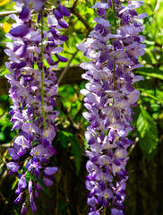 Close-up of lilac brushs of flowering branch Chinese and Japanese Wisteria. Elegant nature concept for spring design