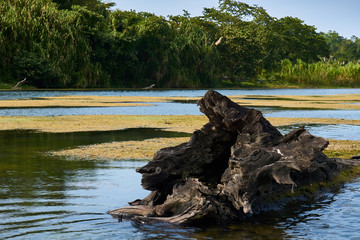 Rotten tree stump in jungle river
