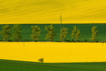 Yellow-green landscape of fields grown with cerelas and rape. Row of trees in the background.