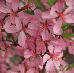 Almond blossoms. The branches of the tree are covered with pink flower petals.