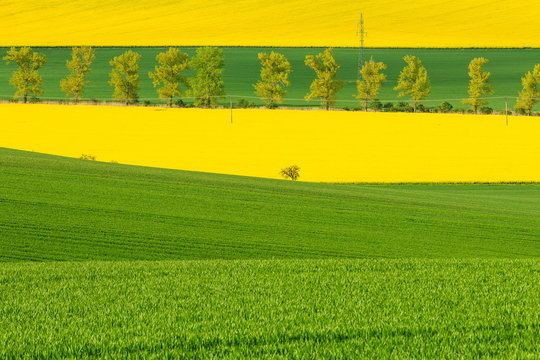 Yellow-green landscape of fields grown with cerelas and rape. Row of trees in the background.