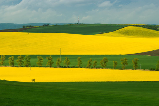 Yellow-green landscape of fields grown with cerelas and rape. Row of trees in the background.