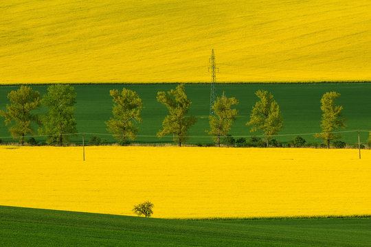 Yellow-green landscape of fields grown with cerelas and rape. Row of trees in the background.