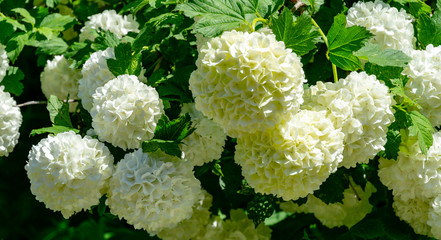 Soft focus of beautiful white balls of blooming Viburnum opulus &lsquo;Roseum&rsquo; on dark green background. White Guelder Rose or Viburnum opulus Sterilis, Snowball Bush, European Snowball is deciduous shrub