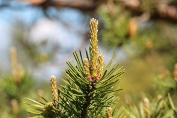 Green pine branch in the coniferous forest