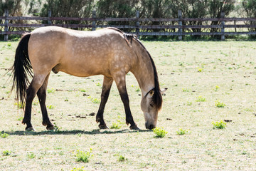 Obraz premium horse eating in a meadow