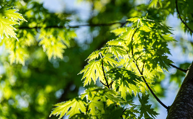 Graceful young green leaves of Acer saccharinum  against the sun on blue sky background. Nature concept for spring design