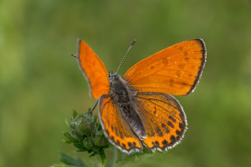 close up of orange butterfly with opened wings in green grass