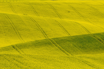 Colorful landscape of fields of yellow rape on the folded hills 