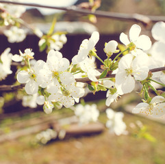 white flowers of cherry tree