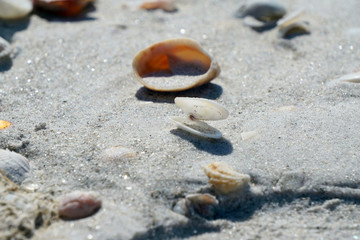 Coquina shell on a Florida Beach