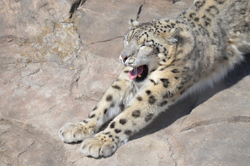 Snow leopard on a rock