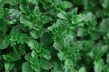 mint leaves growing in the garden photographed close-up