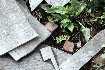 plants on the background of concrete elements close-up