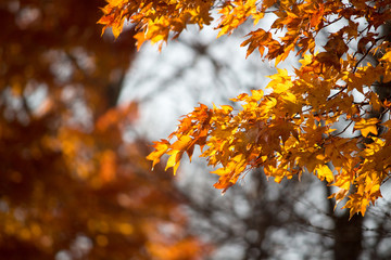 autumn leaves on tree
