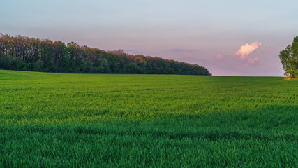 green field on a background of forest and cloudy sky