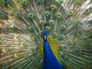 Obraz premium Peacock (Pavo cristatus) is walking on the yard in the park zoo front view, soft focus