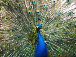 Fototapeta premium Indian peafowl or blue peafowl (Pavo cristatus) with open tail in the yard of the park zoo close view