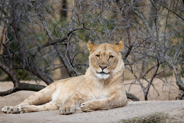 Fototapeta na wymiar Lion