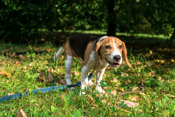 A thoughtful Beagle puppy with a blue leash on a walk in a city park. Portrait of a nice...