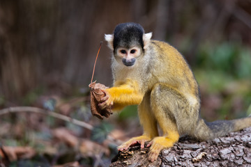 black-capped squirrel monkey