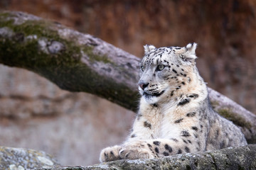 Snow leopard